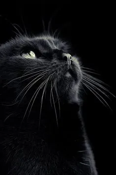 Идеи на тему «Черный кот (фото)» (530) | черная кошка, котята, кошки