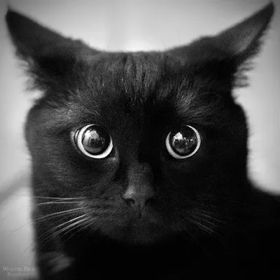 Черные кошки и коты - к счастью! | Дичь про дичь | Дзен