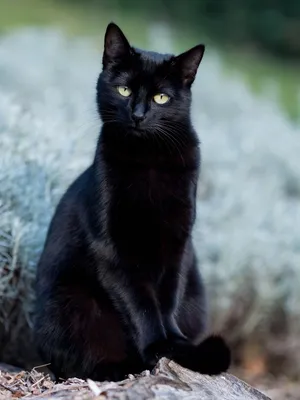 Рисунок С Черными Котами — стоковая векторная графика и другие изображения  на тему Домашняя кошка - Домашняя кошка, Лотос, Белый - iStock