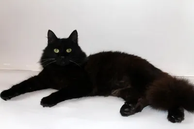 Одиннадцать увлекательных фактов о черных кошках