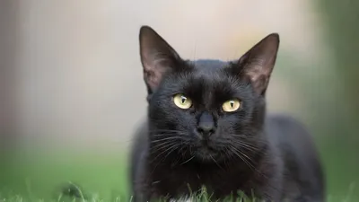 Блокнот с черными котиками. Black Cats Matter (с сердечками) — купить в  издательстве «Контэнт»