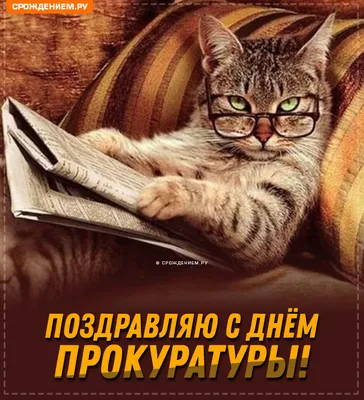 Прикольная открытка с Днём Прокуратуры, с котиком • Аудио от Путина,  голосовые, музыкальные
