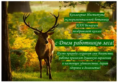 Праздник «С днем работника леса» 2023, Сабинский район — дата и место  проведения, программа мероприятия.
