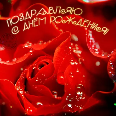 С днём рождения!» 1982 Красные розы 10,5x15 см открытка СССР - День рождения  - Интернет-магазин. Новогодние, художественные открытки СССР.