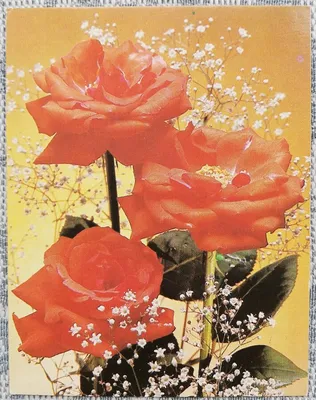 С днем рождения! — Две крупные красные розы на синем фоне — Открытка 1975  года - Старая открытка - открытки СССР