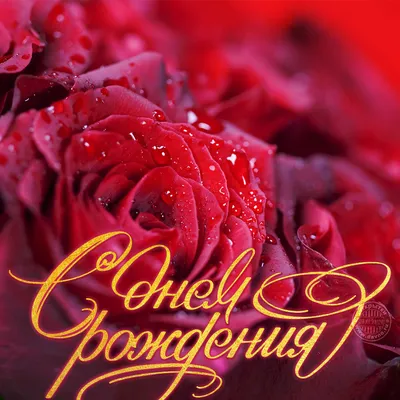 Открытка объемная \"С Днем Рождения!\" Красные розы купить недорого в Москве  в интернет-магазине Maxi-Land