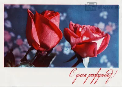 Красные розы с капли росы на светлом фоне. В концепции поздравлений с днем  рождения годовщины праздника Стоковое Изображение - изображение  насчитывающей сад, яркое: 213025423