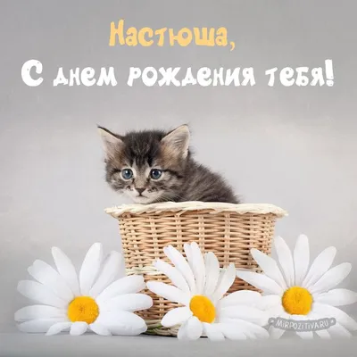 котенок и ромашки - Настюша, с днём рождения тебя! | С днем рождения,  Сестренки, Смешные поздравительные открытки