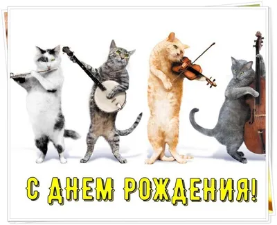 Открытка с Днём Рождения со ржачным котом и тюльпанами • Аудио от Путина,  голосовые, музыкальные