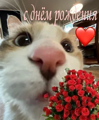 ДЕНЬ РОЖДЕНИЯ - С днем рождения! кот