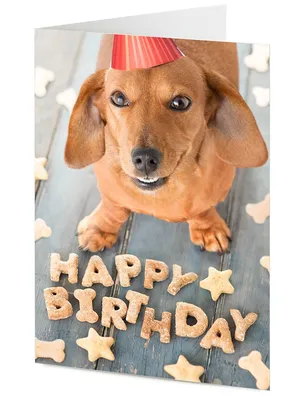 Вечеринка по случаю дня рождения щенка таксы Стоковое Фото - изображение  насчитывающей украшение, ангстрома: 52574302