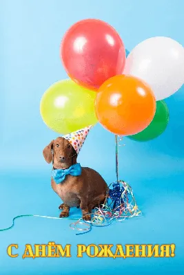 С днем рождения, любитель собак. Счастливый пес породы таксы поздравляет с  днем рождения Векторное изображение ©zazulla 198426866