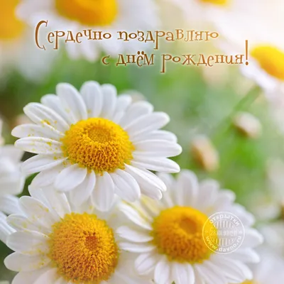 красивые поздравления ромашки для женщины в день рождения｜Поиск в TikTok