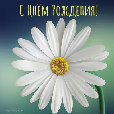 1️⃣ Ромашка кустовая – заказать с доставкой в Алматы от PRO-BUKET