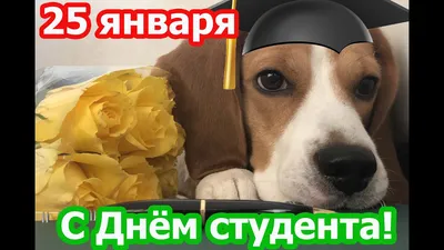 С праздником - с Днем студента!!! | ГБПОУ Байкальский колледж туризма и  сервиса