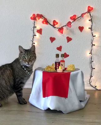 Скачать обои День Святого Валентина Кошки на рабочий стол из раздела  картинок День Святого Валентина