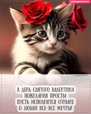 Открытка с Днём святого Валентина, с котиком и четверостишьем • Аудио от  Путина, голосовые, музыкальные