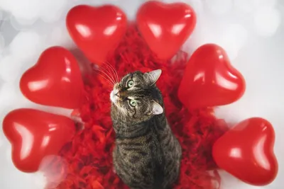 Открытка с Днём святого Валентина, с котёнком для любимых • Аудио от  Путина, голосовые, музыкальные