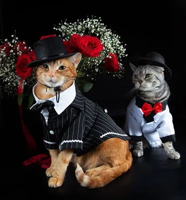 Красный День святого Валентина Кошка Саймона Кошка Фарфоровая кружка -  Германия, A-Ware - Оптовая платформа | Merkandi B2B