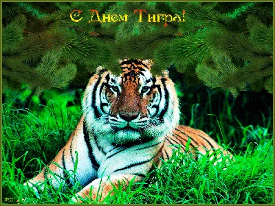 S-Dnem-Tigra.gif (1024×768) | Тигр, Забавные фото, Картинки