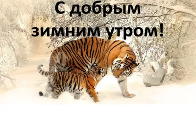 Открытки и картинки в День тигра 29 июля 2023 (51 изображение)