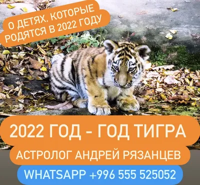 Карельский Зоопарк on Instagram: \"Сегодня особенный день – День Тигра! 🐯  Поздравляем всех с этим днем, посвященному защите и сохранению нашего  дикого мира. 🌳 В нашем зоопарке живут несколько тигров. Клепа, 6