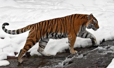 История празднования Дня тигра в России