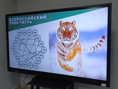 В Сычёво поздравили тигров с их днём / Новости / Администрация  Волоколамского городского округа