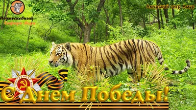 TIGER - С Днём Рождения, TIGER!! 🌷🌷🌷Пусть наша компания... | Facebook
