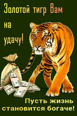 Пензенцев приглашают на показательное кормление тигров — Общество — Пенза  СМИ