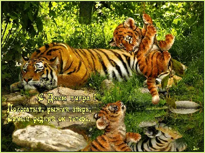 МКУК ТГП \"Централизованная библиотечная система\" - С Днём рождения Тигр!  Человек восхищается грациозностью и испытывает неподдельный страх перед  мощью самого крупного хищника тигра. Эти представители кошачьих с милыми  кисками имеют общее разве