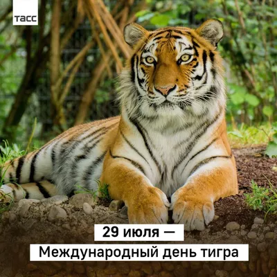Открытки и картинки День тигра 24 сентября 2023 (44 изображения)