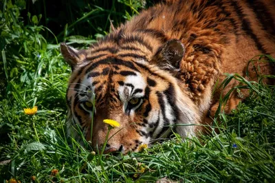 Золотой тигр на удачу! | с Новым Годом тигра | Открытки с поздравлением