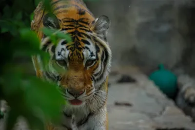Открытка 3D, С Днем Рождения! (тигр), Металлик, 12*18 см, 1 шт. — купить в  интернет-магазине по низкой цене на Яндекс Маркете