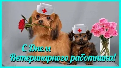 День ветеринара 2022 в Украине - картинки, поздравления, открытки - Главред