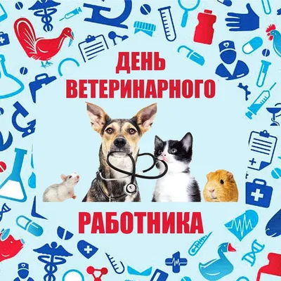 День ветеринарного работника | 31.08.2021 | Новости Южи - БезФормата