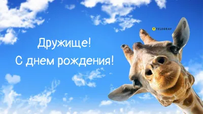 Смешная открытка Другу с Днём Рождения, с котом и красной икрой, с юмором •  Аудио от Путина, голосовые, музыкальные
