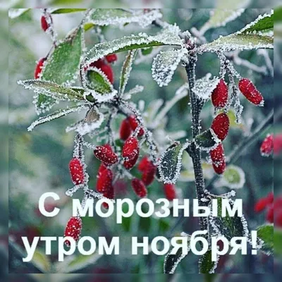 С Добрым Морозным Утром С Приколом | TikTok