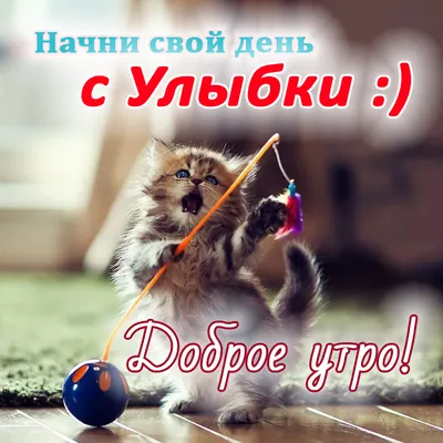 Открытка \"Доброе утро!\" с милым улыбающимся котиком • Аудио от Путина,  голосовые, музыкальные