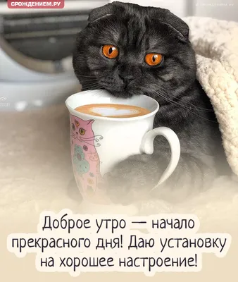 С Добрым Утром и Хорошим днём! / Музыкальная открытка с котами / Картинки  котиков с пожеланиями - YouTube