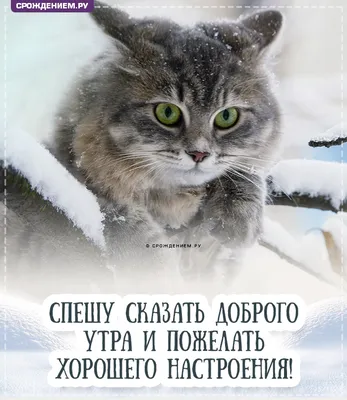 с добрым воскресным утром с котиками картинки｜Поиск в TikTok