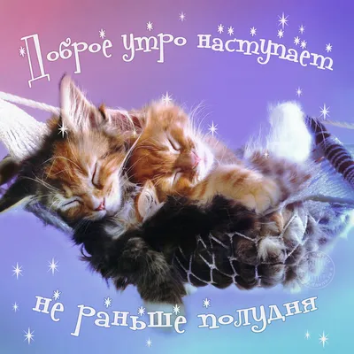 Пин от пользователя Ivanova Anna на доске киски | Доброе утро, Милые котики,  Животные
