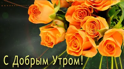 Картинка \"С добрым утром и с хорошим днём!\" с красивой розой • Аудио от  Путина, голосовые, музыкальные