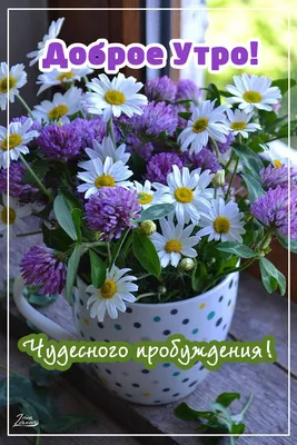 Пин от пользователя Лёля Galustyan на доске Пожелания с добрым утром | Доброе  утро, Музыкальные подарки, Луговые цветы