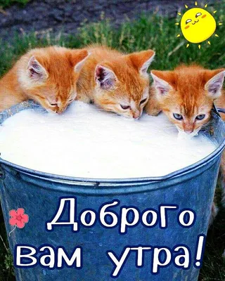 ЛЕТНЕЕ 🐾😽💗😸🐾 УТРО ДОБРОЕ! | Объятия животных, Иллюстрации кошек, Самые  милые животные