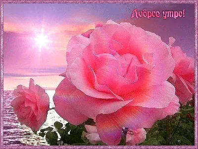 Розы! Картинки с добрым утром и хорошего настроения, картинки доброе утро  хорошего настроения и дня! | Цветок, Желтая роза, Красивые цветы