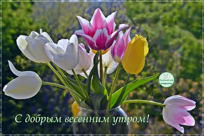 С добрым утром 🌞🌼🌺🌹 | TikTok