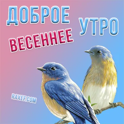 С первым днём Весны!💐 С Добрым-весенним утром, друзья!💚 | Открытки на все  случаи жизни | ВКонтакте