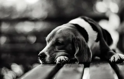 Грустная собака рисунок - 73 фото