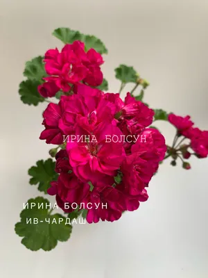 7 вау-примеров с яркими цветами в интерьере | ivd.ru
